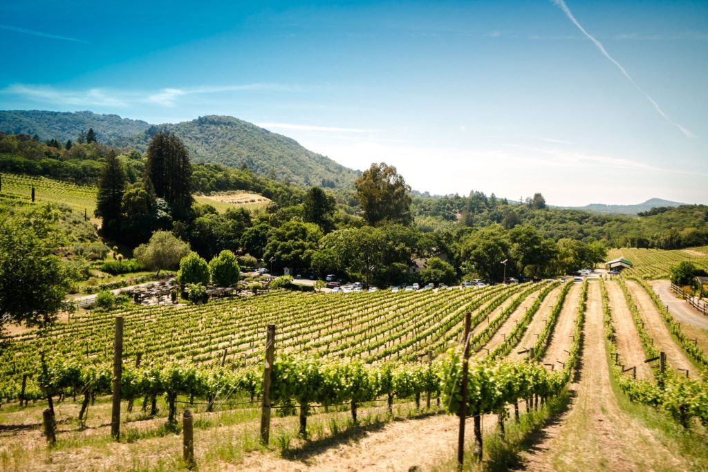 Vineyard on winery